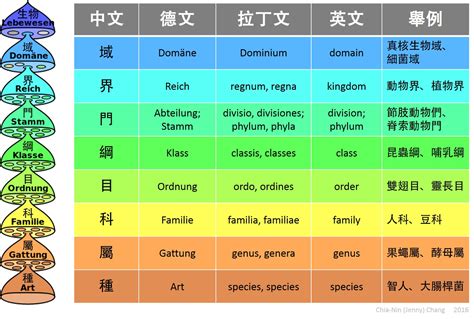 屬 英文|属